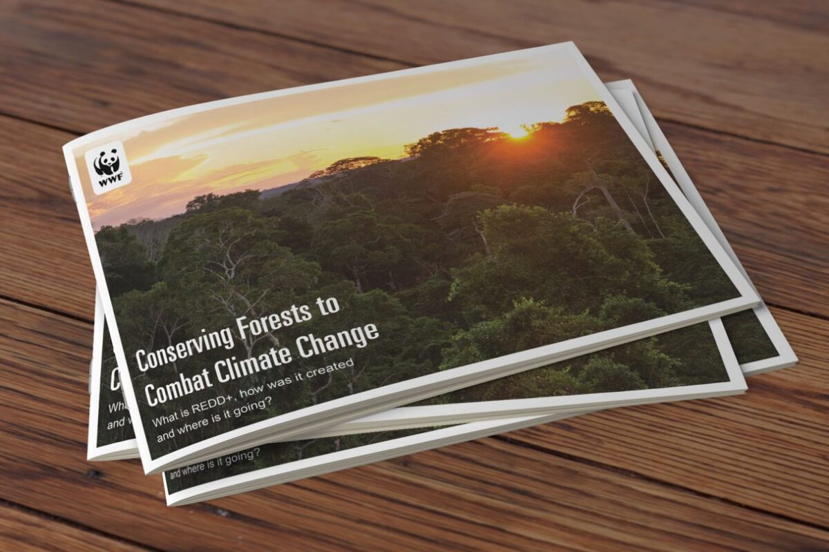 Reducing Emissions from Deforestation and Degradation thumbnail image