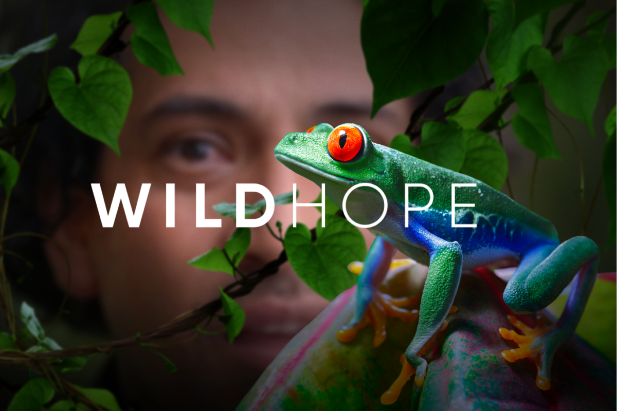 Developing an Online Channel for Environmental Television thumbnail image